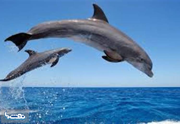 حمایت پتروشیمی نوری از دلفین های خلیج فارس