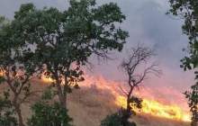 آتش سوزی جنگل عامری دیلم بوشهر