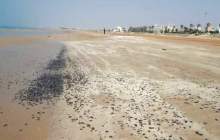 لکه‌های نفتی ساحل گناوه را آلوده کردند