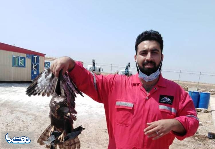 نجات یک پرنده شکاری توسط نفت اروندان