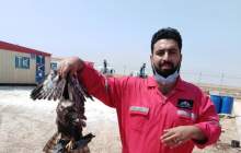 نجات یک پرنده شکاری توسط نفت اروندان