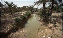 بحران آب و هوایی در نخلستان های خوزستان+تصاویر