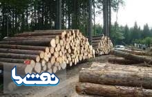حاشیه های برکناری مدیرعامل شرکت جنگل شفارود