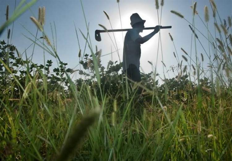 هشدار درباره کمبود مواد غذایی با گسترش کرونا