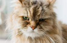 آیا گربه کرونا را منتقل می‌کنند؟