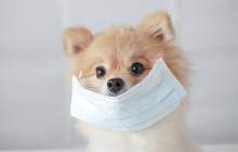 حیوانات می‌توانند ناقل کرونا باشند