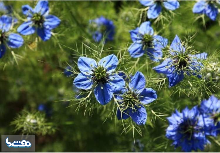 عسل و سیاه‌دانه درمانی احتمالی برای کرونا