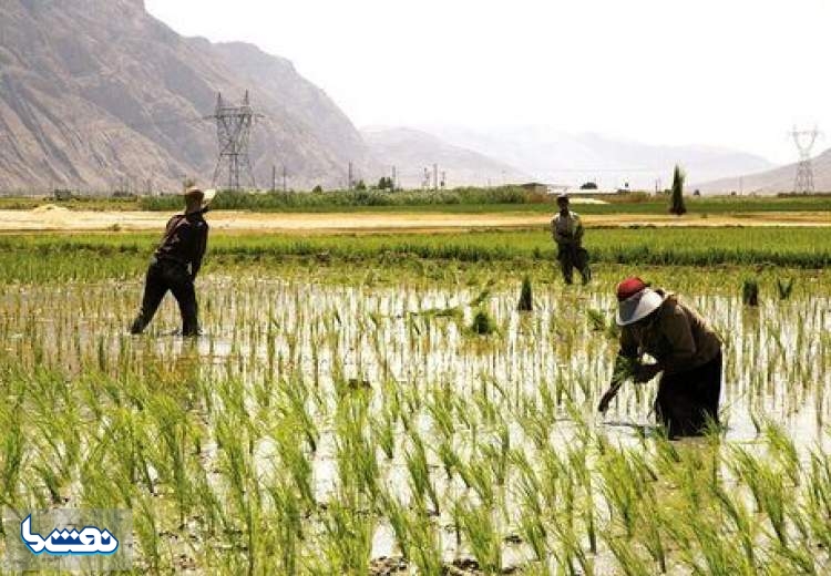 قیمت انواع برنج داخلی اعلام شد