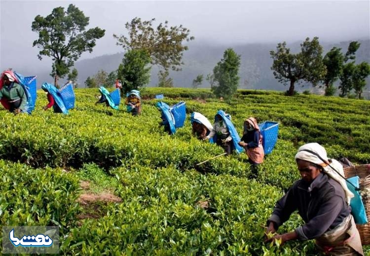 سریلانکا بدهی نفتی را با چای پرداخت می‌کند