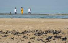مردم هرگونه آلودگی نفتی را در ساحل اطلاع دهند