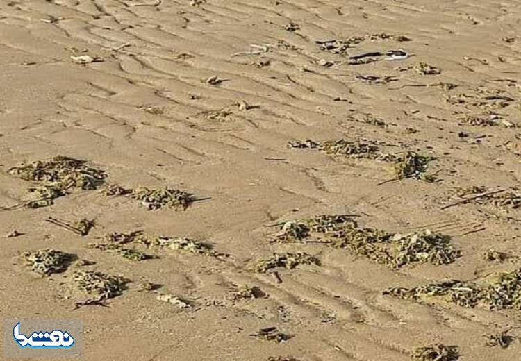 آلودگی نفتی در ساحل گناوه مشاهده نشد
