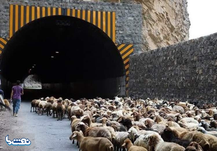 جاده چالوس به دلیل تردد احشام بسته است